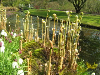 Fougère - Osmunda regalis