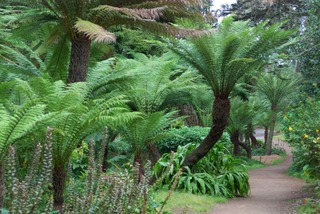 Fougère arborescente - Dicksonia antarctica