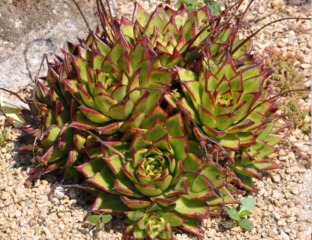 Echeveria agavoides