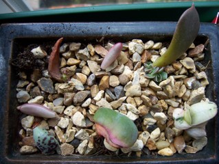 Bouture de feuilles d'echeveria et sedum