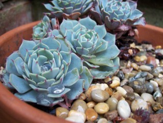 Echeveria elegans