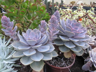 Echeveria 'Perle von Nürnberg'