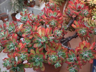 Echeveria pulvinata 'Ruby'