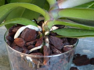 Ecorce de pin dans un pot d'orchidée