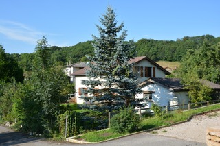 Epicéa (Picea pungens 'Koster')