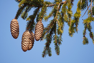 Cônes et aiguilles d'épicéa (Picea abies)