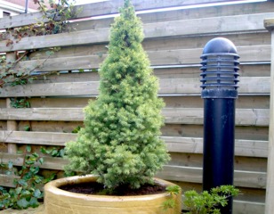 Epicéa nain en pot sur une terrasse