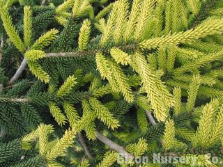 Epicéa (Picea orientalis 'Aureospicata')