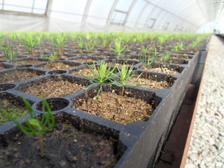 Semis de graines d'épicéa (Picea abies)