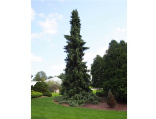 Epicéa de Serbie (Picea omorika)