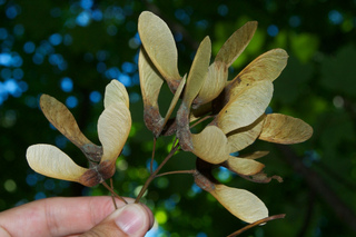 Fruits d'érable sycomore (disamares)