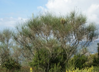 Genêt d'Espagne en septembre