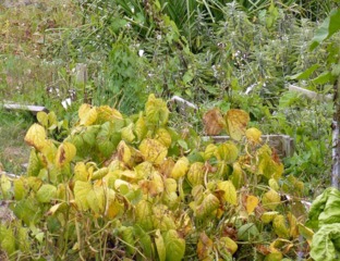 Haricots en fin de saison