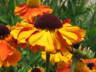 Hélénie 'Moerheim Beauty'