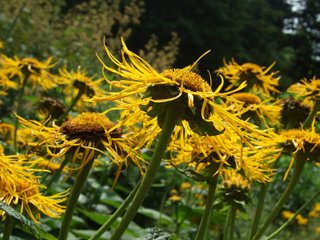 Helenium hoopesii