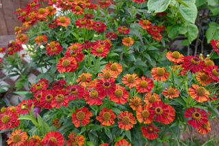 Hélénie 'Ruby Tuesday'