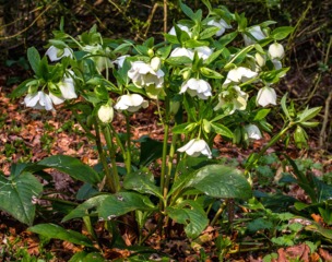 Helleborus niger (Hellébore de Noël)