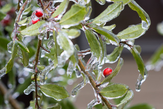 Houx sous la glace