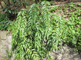 Leucothoe davisiae