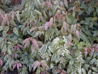 Leucothoe fontanesiana 'Rainbow'