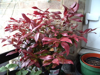 Leucothoe fontanesiana 'Scarletta'