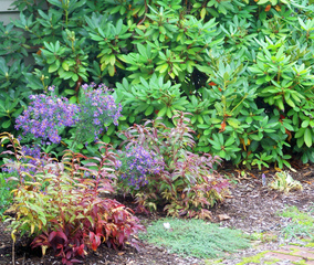 Leucothoe, asters et rhododendron
