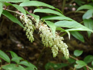 Leucothoe racemosa