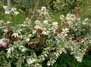 Leucothoe axillaris
