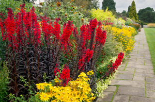 Lobelia cardinalis et rudbeckias