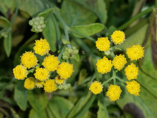 Fleurs de menthe coq