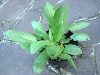 Jeune plant de menthe coq (Tanacetum balsamita)