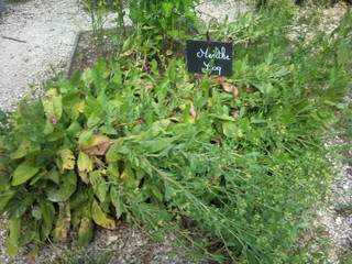 Menthe coq, Tanacetum balsamita