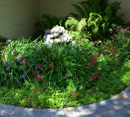 Menthe indienne (Satureja douglasii) en couvre-sol