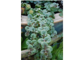 Menthe indienne en pot