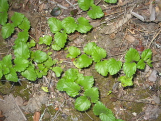 Tiges rampantes de la menthe indienne