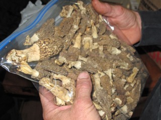 Morilles séchées stockées dans un sachet zippé