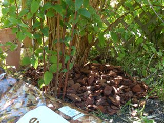 Paillage au pied d'un arbuste avec des écorces de pin