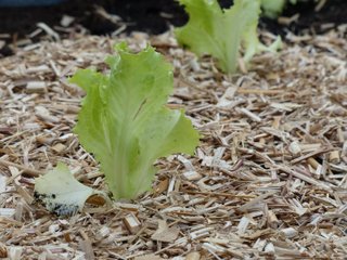Paillage des plants de salade