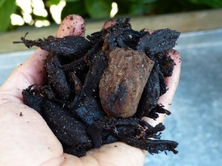 Paillis d'écorce de pin (avec liber)