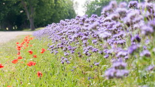 Phacélie et coquelicot