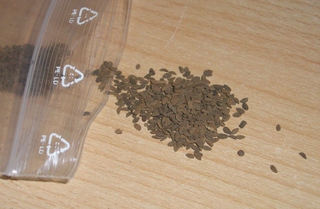 Graines de phacélie