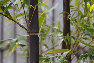 Phyllostachys nigra, bambou noir