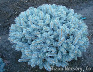 Epicéa nain (Picea pungens 'Glauca Globosa')