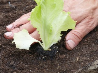 Plantation d'une salade en motte
