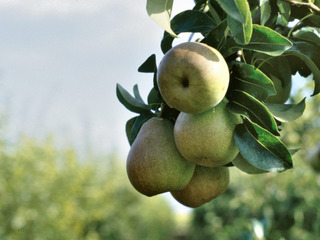 Poire 'Beurré Hardy'