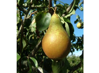 Poire 'Conférence'