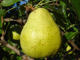 Poire 'Doyenné du Comice'