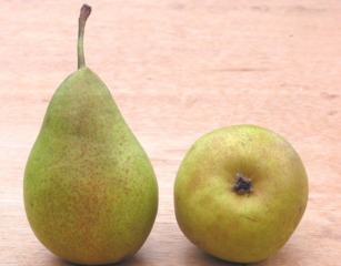 Poire 'Louise Bonne d'Avranches'