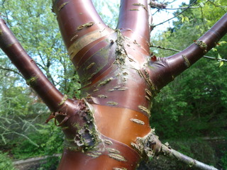 Prunus serrula