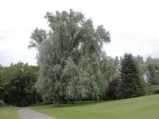 Salix alba 'Sericea'